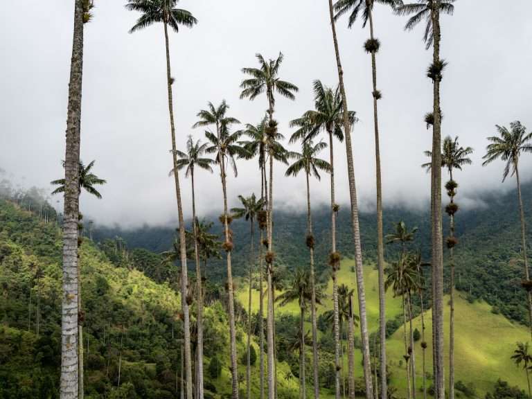 Our guide to hiking the Cocora Valley Colombia