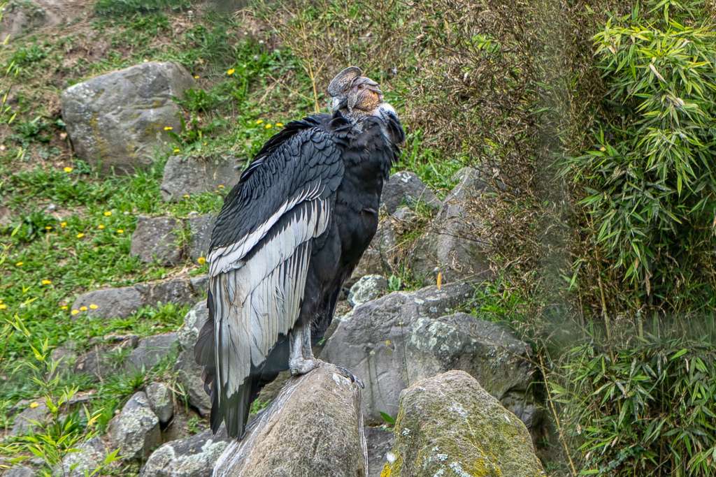 Otavalo Condor Sanctuary
