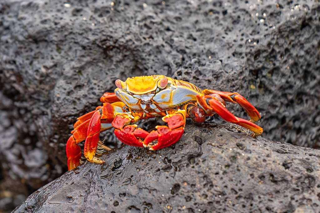 Sallylightfoot Crab Santa Cruz