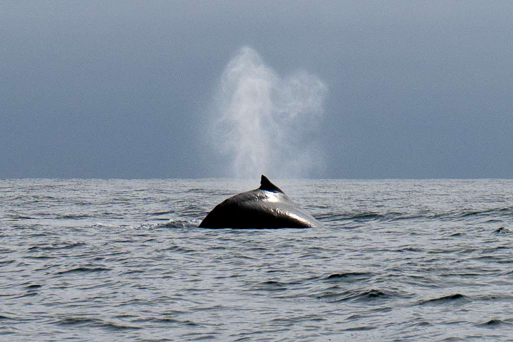 Humpback whale Mancora Peru